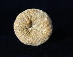 Cycloseris cyclolites (LAMARCK 1815) - Bild © FossNet FossilienStore